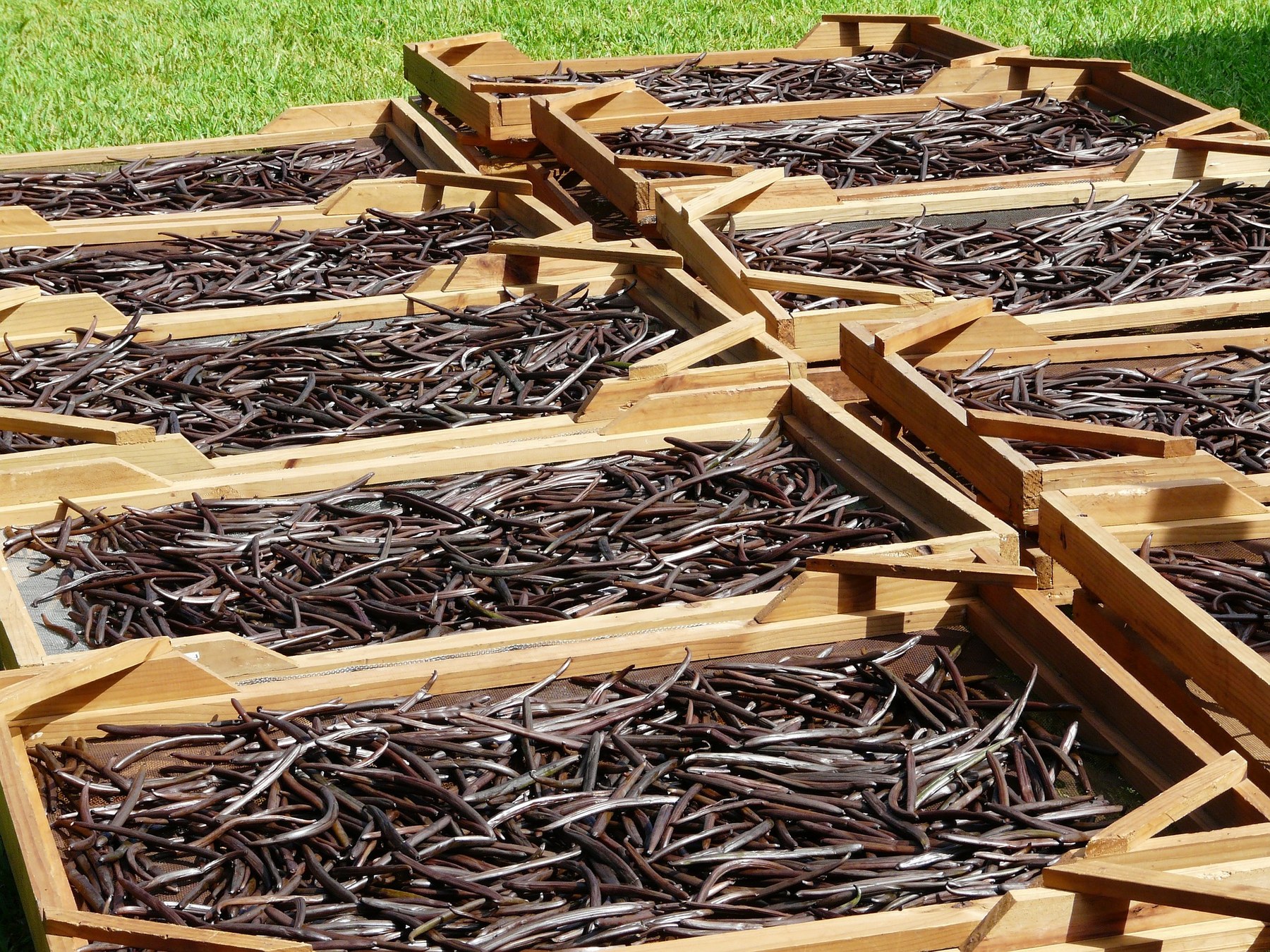 Vanilla beans drying on wooden curing trays outdoors on grass